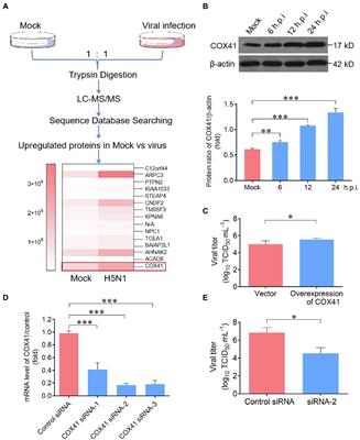 Identification of cytochrome c oxidase subunit 4 isoform 1 as a positive regulator of influenza virus replication